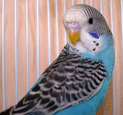 Самка волнистого попугая (39 лучших фото)