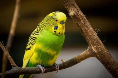 Волнистый попугай: описание, виды, содержание и уход, цены, фото