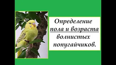 Волнистые попугаи: как выбрать птенца, где купить, как ухаживать, что нужно  знать перед покупкой