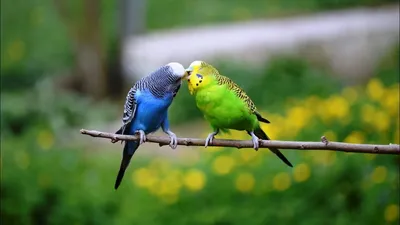 Волнистые попугаи - содержать по одному или парой ( понимание эволюции и  поведения животных )