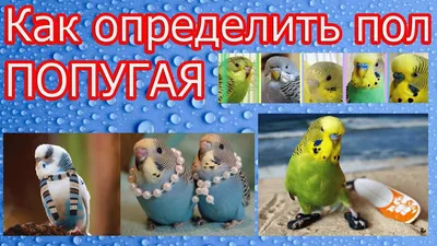 Волнистые попугаи - содержать по одному или парой ( понимание эволюции и  поведения животных )