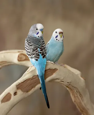 Волнистый попугай: описание, виды, содержание и уход, цены, фото