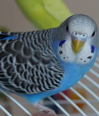Цвет восковицы у волнистых попугаев самцов - картинки и фото poknok.art