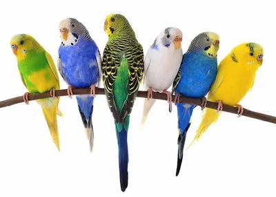 Попугай Волнистый Желтый самец купить в интернет-магазине AQUA-SHOP