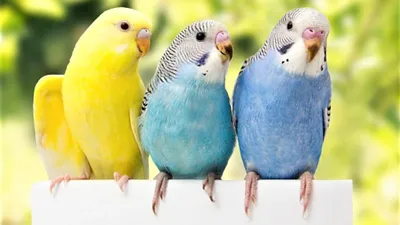 Попугай Волнистый Синий самка купить в интернет-магазине AQUA-SHOP
