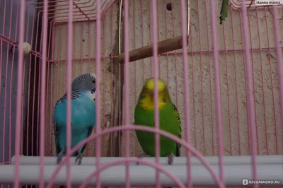 Размножение волнистых попугаев, часть 1 | Пикабу