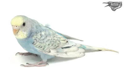 Попугай Волнистый Белый самец купить в интернет-магазине AQUA-SHOP
