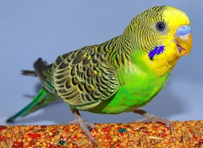 Параплегии и гемиплегии у волнистых попугаев