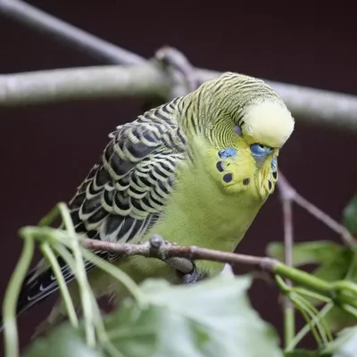 Волнистый попугай синий самец в Москве по доступным ценам