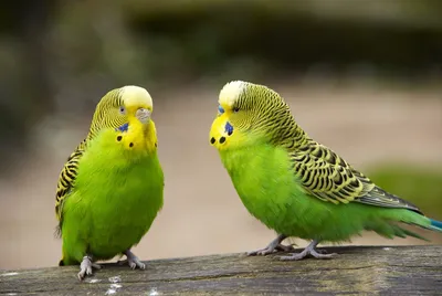 Цвет восковицы у волнистых попугаев самцов (72 фото) - красивые фото и  картинки pofoto.club