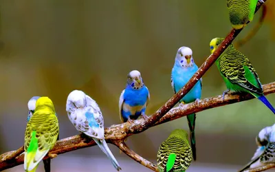 Волнистые попугаи - ЯПлакалъ
