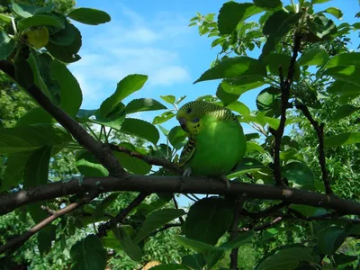 budgerigars Funny singing of wavy parrots budgerigars - YouTube