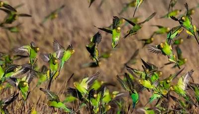 Волнистый попугай Melopsittacus undulatus