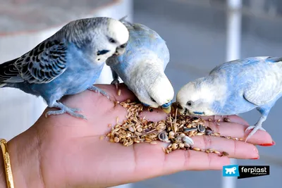 А что Вы знаете о жизни попугаев в дикой природе? | Птичья Ведьма |  BirdWitch | Дзен