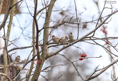 Много маленьких воробьев птиц сидят рядом на ветки деревьев в саду и весело  чирикают Стоковое Фото - изображение насчитывающей ново, стая: 174448002