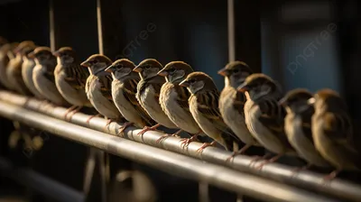 Воробей птицы зимы воробьев птиц беззащитный голодный сидит теплый день  Стоковое Изображение - изображение насчитывающей биографической, цветки:  48899229