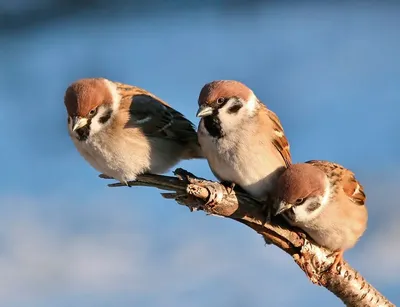 10 птиц, похожих на воробьев: встречайте двойников!