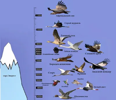 Самые высоколетающие птицы - Детский Портал Знаний