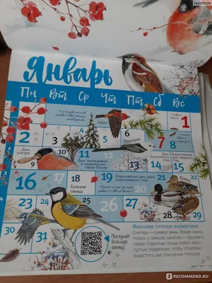 Птицы мира. Ооо Издательство Аст - «Шикарный календарь для любителей птиц и  вообще для всех, кто неравнодушен к природе» | отзывы