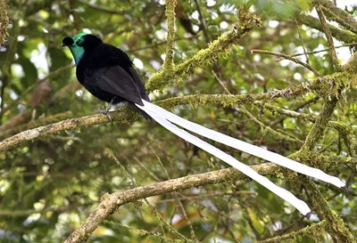 12 самых странных и редких птиц в мире! | Хочу Знать | Дзен