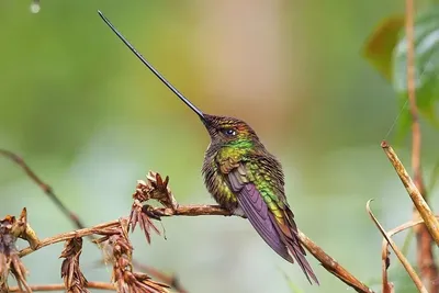 Бёрдвотчинг — искусство видеть птиц