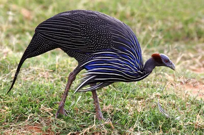 12 самых странных и редких птиц в мире! | Хочу Знать | Дзен