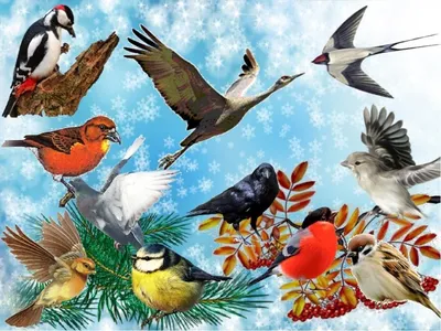Загадки про птиц — загадки о птицах для детей с ответами