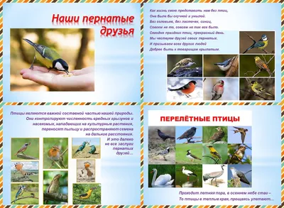 Какие перышки, какой носок: самые красивые птицы Воронежской области - KP.RU