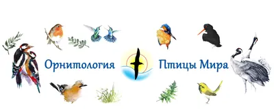 Орнитология. Птицы мира | ВКонтакте