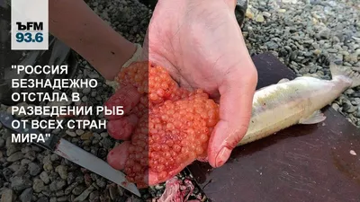 Форель - Fishmarket - Морские рыбы