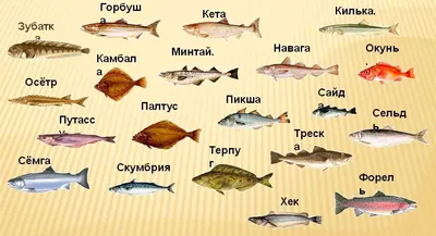 Байкальская рыба - описание, виды, рецепты