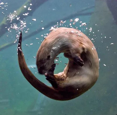 выдра под водой: 8 тыс изображений найдено в Яндекс.Картинках | Animals,  Otters, Animals beautiful