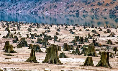Фото вырубки лесов фото