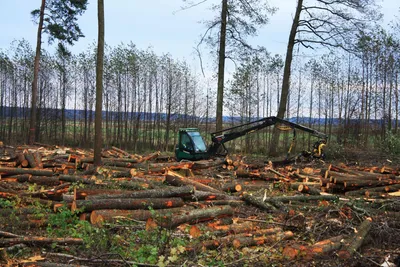 Чем грозит человечеству массовая вырубка лесов?