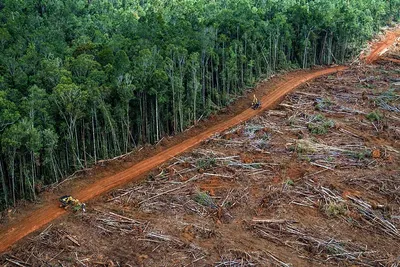 Вырубки леса (15 фото) - 15 фото
