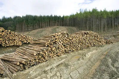 Вырубка лесов: ТОП-5 фактов об одной из самых актуальных проблем  современности - Одесская Жизнь