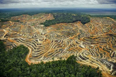 вырубка лесов стоковое изображение. изображение насчитывающей выровняно -  230694067