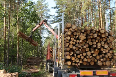 Нелегальные вырубки леса будут выявляться автоматически - Российская газета
