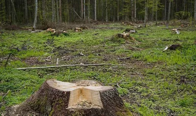 Рейтинг стран по вырубке лесов | Пикабу