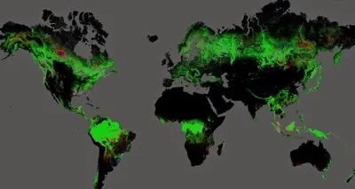 Бразилия увеличила вырубку лесов Амазонии почти вдвое