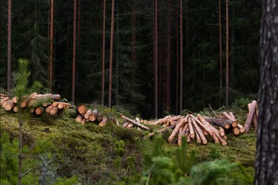 Экологическая проблема: вырубка лесов в России: Статьи экологии ➕1,  09.02.2022