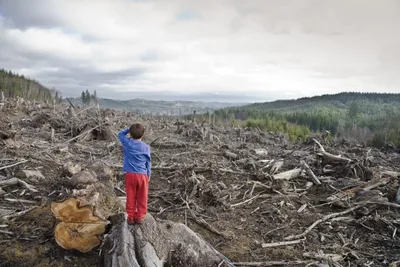 В 2020 году регионы СЗФО восстановят свыше 85% вырубленных лесов -  Российская газета