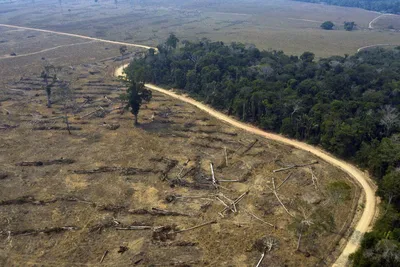 Вырубка лесов: как система Global Forest Watch помогает с ней бороться — ШЭР