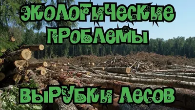 После вырубки лесов, наклон жуком коры после нападения. Вырубка лесов.  Cutted елевый лес в Европе. Стоковое Изображение - изображение  насчитывающей экологический, европа: 181795615