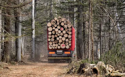 Ущерб от незаконной вырубки лесов под Новгородом оценили в 1,3 млрд руб. —  РБК