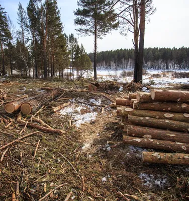 Вы искали вырубка лесов - Recycle