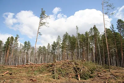 Вырубка лесов в Бразилии достигла рекордного уровня | Inbusiness.kz