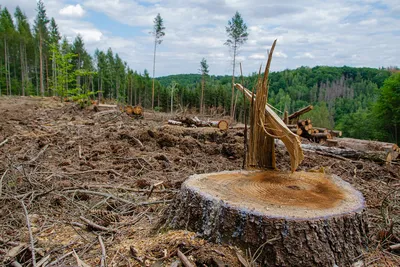 В 2020 году увеличилась вырубка лесов в мире: проблема достигла  критического уровня | SMN24.com — новостной портал | Дзен