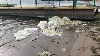 О ситуации с загрязнением воды и мором рыбы в реке Дитва: подведены первые  итоги проверок
