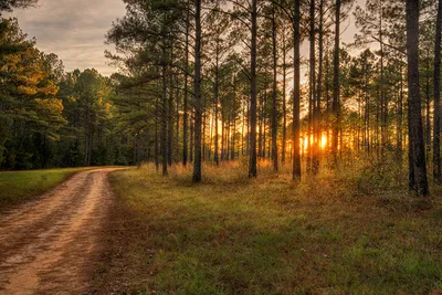 Земля лес закат закат солнце на открытом воздухе путешествия фотография  карта с картинками Фон И картинка для бесплатной загрузки - Pngtree